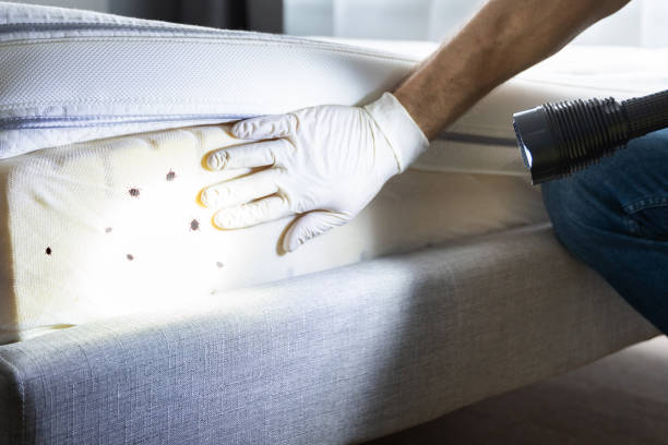 Best Mosquito Control Services  in Summit, IL