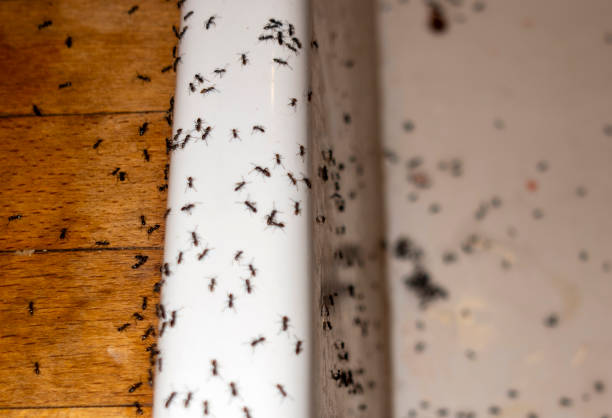 Professional Pest Control in Summit, IL