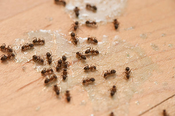 Best Best Pest Control Near Me  in Summit, IL